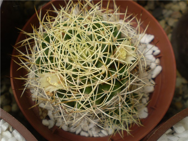 kaktus